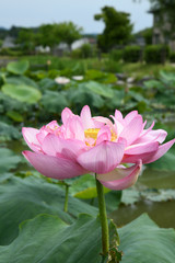 Obraz premium 蓮の花