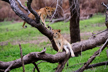 Lion cubs on the branch of a fallen tree