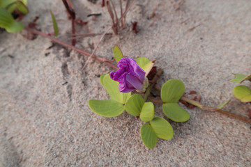 flowers on sand background
