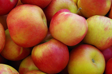 Red apples bunched for market closeup