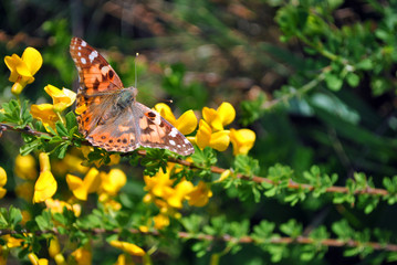The large tortoiseshell or blackleg tortoiseshell (Nymphalis polychloros)  sitting on yellow acacia flower top view, soft blurry background
