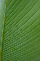 green leaves wall background, leaf wall nature background, 