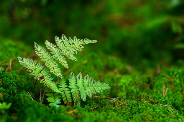 Autumn ferns on a background of moss.