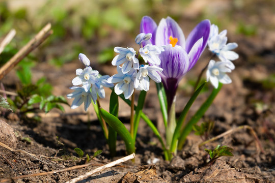 First spring flowers. Purple crocus and white Pushkinia.