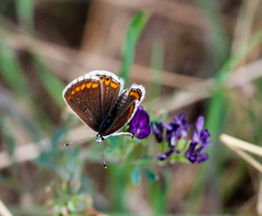 ein kleiner Schmetterling auf einer lila Blüte