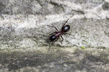 eine Schwarze Wald Ameise auf einem Felsen aus Sandstein 