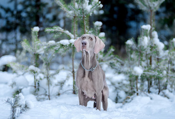 Dog breed Weimaraner, portrait in winter, in the snow with Christmas trees, around the fluffy snow
