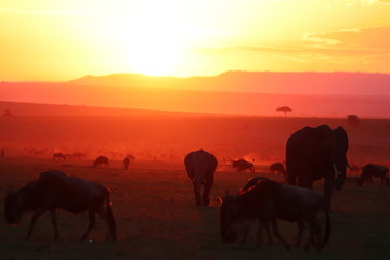 Fototapeta na wymiar Silhouettes of african animals in the savannah during sunset.