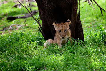 Adorable cute lion cub