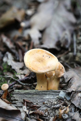 Herbst, Pilze am Waldboden, Im Herbst wachsen die Pilze und werden gesammelt 