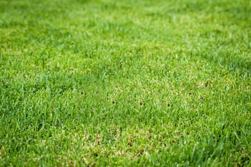 Nahaufnahme des frischen hellgrünen Grases auf dem Rasen 