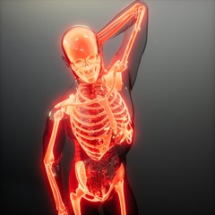 Transparent Human Body with Visible Bones