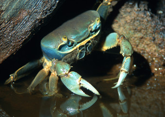 Gemeine Strandkrabbe (Carcinus maenas) oder Strandkrabbe