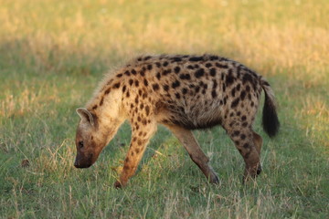 Spotted hyena in the savannah, Masai Mara National Park, Kenya.