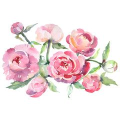 Pink peony bouquet floral botanical flowers. Watercolor background set. Isolated bouquets illustration element.