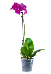 Beautiful violet or purple or magenta blossoms of orchid phalaenopsis isolated on a white background in macro lens shoot on a white background.