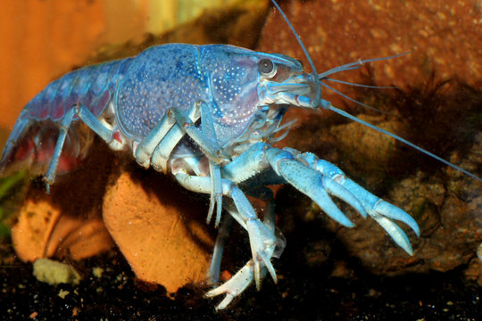 Blaue Floridakrebs (Procambarus alleni) Flusskrebs, Florida