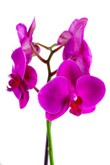 Beautiful violet or purple or magenta blossoms of orchid phalaenopsis isolated on a white background in macro lens shoot on a white background.