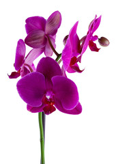 Beautiful violet or purple or magenta blossoms of orchid phalaenopsis isolated on a white background in macro lens shoot on a white background.