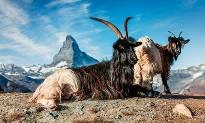 Black and white goats with Matterhorn peak on background. Picturesque autumn scene of Swiss Alps,...