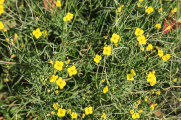 Wildflower meadow in Germany