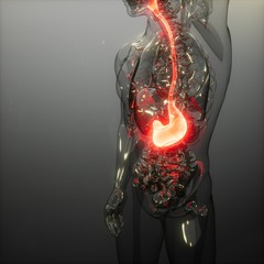 Human Stomach Radiology Exam