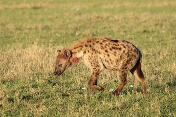 Spotted hyena in the savannah, Masai Mara National Park, Kenya.