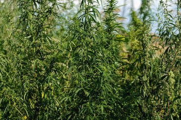 Background young shoots of marijuana in the rays of the setting sun. Growing organic hemp on the farm. Marijuana Wallpaper.