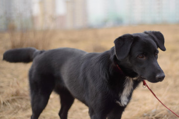 Black dog on a red leash playing outside