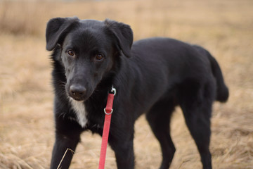 Black dog on a red leash playing outside