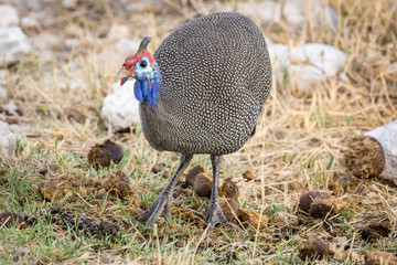 Close up of a helmeted guineafowl, Namibia, Africa