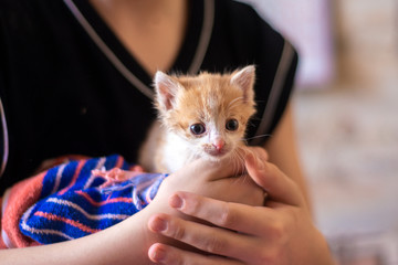 animal protection: a white-red little kitty in the hands of a child