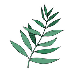 Vector Eucalyptus leaves branch. Black and white engraved ink art. Isolated branches illustration element.