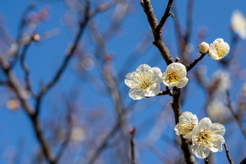 梅の花　白梅