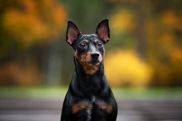 german pinscher dog portrait outdoors in autumn