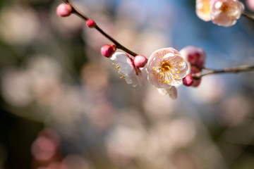 ピンクの梅の花
