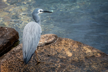White faced Heron on rock at waters edge