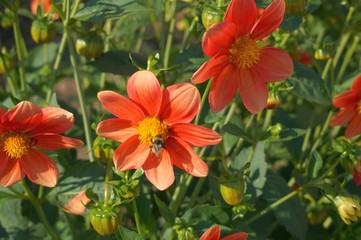 Images of flowers and fruits: mallow, lily, dahlias, sea buckthorn, viburnum.