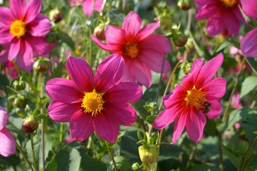 Images of flowers and fruits: mallow, lily, dahlias, sea buckthorn, viburnum.