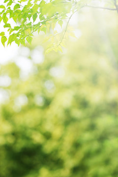 Close-up Of A Bush In A Garden In The Kingdom Of Saudi Arabia, Green Nature  Background, Tourist Places In Saudi Arabia, Flowering Woody Plants