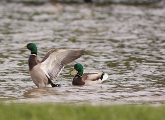 Krzyżówka, (Anas platyrhynchos) samce © Jolanta