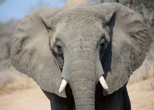 Close up of the face of an African Elephant