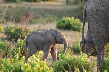 Baby elephant in the african savannah.