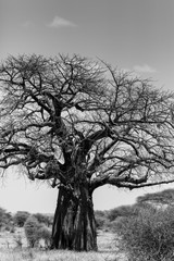 Baobab trees in Tarangire Park