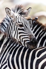 Fototapeta na wymiar zebras in Tarangire national park