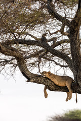 Fototapeta na wymiar Lions cubs resting on tree branches