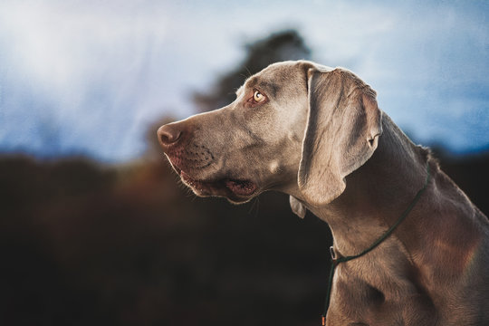 Portrait of a strong Weimaraner