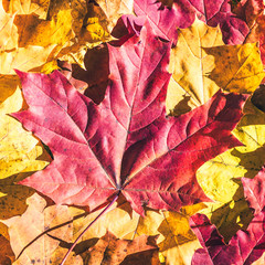 Maple leaves in the autumn forest at the morning at dawn.  Background. Top view. Indian summer.