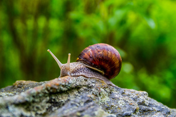 Snail