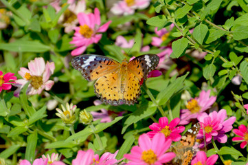 ピンク色のジニアの花が咲く花壇で、大きく翅を広げてとまっている雌のツマグロヒョウモン